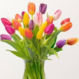 Bunte Tulpen verschicken - FloraPrima