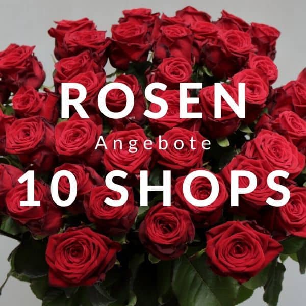 Die 10 besten Rosen verschicken (Ab € 29)
