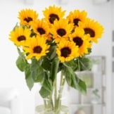 10 Sonnenblumen verschicken