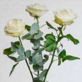 3 Weiße Rosen - bestellen